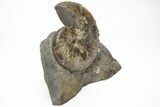Iridescent Hoploscaphites Ammonite Fossil - South Dakota #209696-1